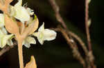 Dogtongue buckwheat